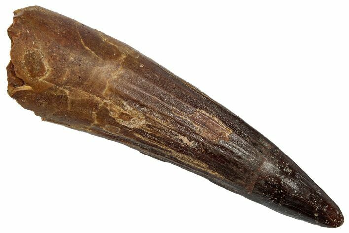 Fossil Spinosaurus Tooth - Real Dinosaur Tooth #345469